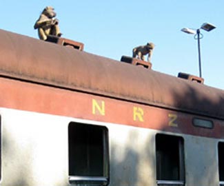 Monkeys on the roof of Victoria Falls to Bulawayo train