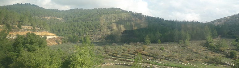 Hills and olive trees