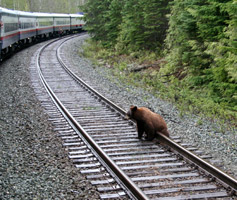 Grizzly bear on the tracks!