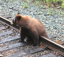 Bear seen from the Rocky Mountaineer