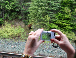 Photographing the bear from the Rocky Mountaineer train